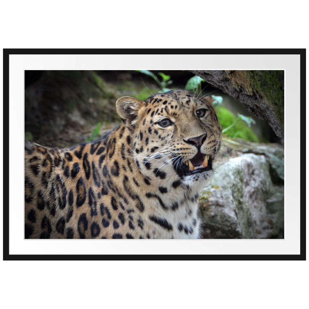 Gerahmtes Poster Prachtvoller Leopard