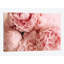 «Blush Peony», impression sur toile-29633565-74413756-74413757