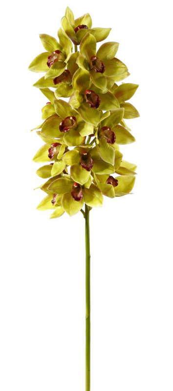ORCHID CYMBIDIUM FULL STEM