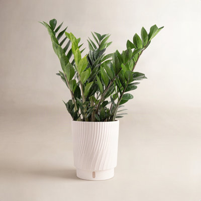 Costa Farms Zamioculcas Zamiifolia ZZ Plant