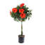 Hibiscus in Grower Nursery Pot