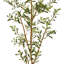 80 po Olive artificielle aérienne-1770770457