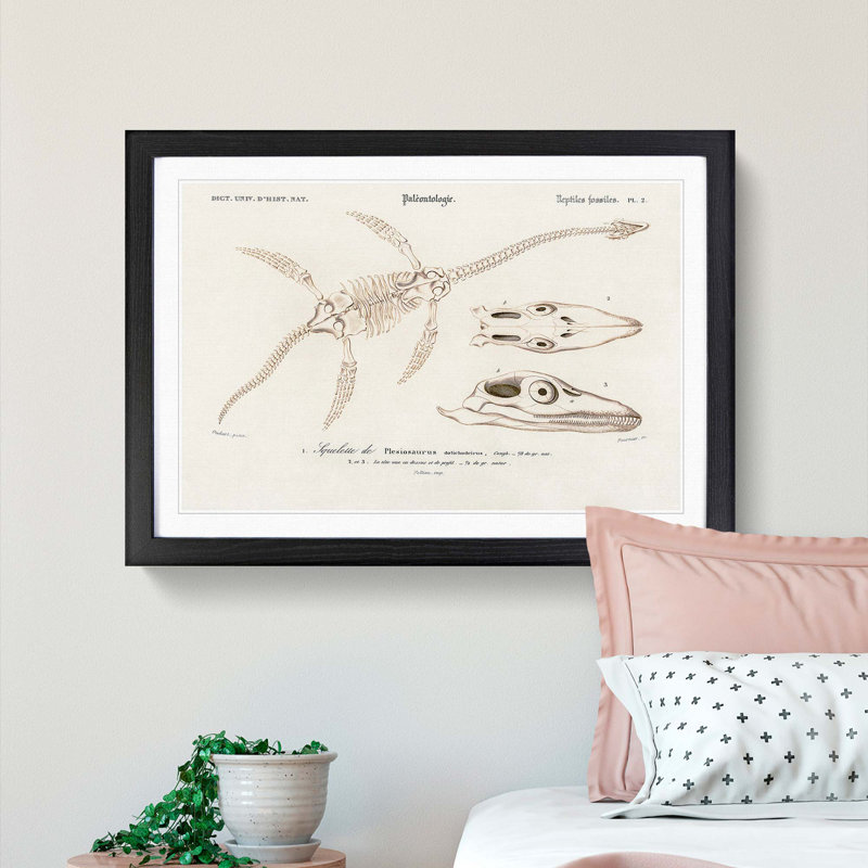 Plesiosaurus Illustration by Charles d' Orbigny - Picture Frame Painting Print, 36cm H x 48cm W x 2cm D, Black Framed