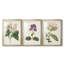 Antique Botanical Collection-522022664-522022668