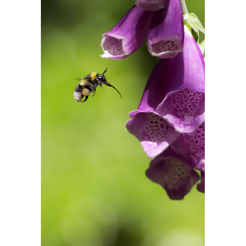 Bumblebee by Sonnydaez - Wrapped Canvas Print, 46cm H x 30cm W