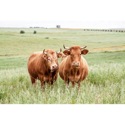 Vaches - Photographie sur toile tendue