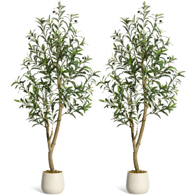 Plant