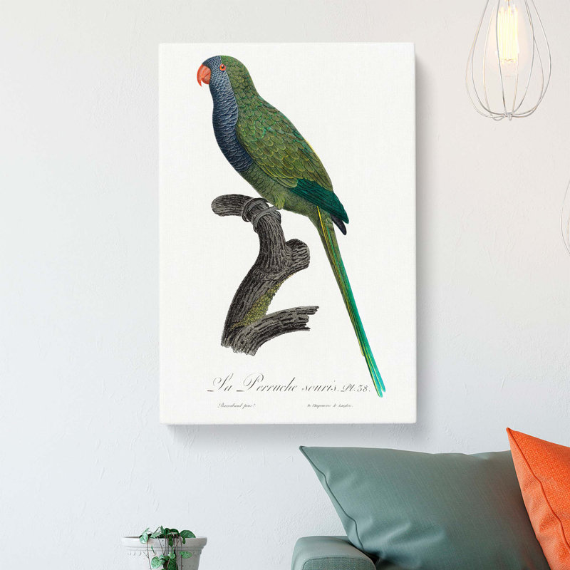 Monk Parakeet by F. Levaillant - Wrapped Canvas Painting, 50cm H x 35cm W x 3cm D