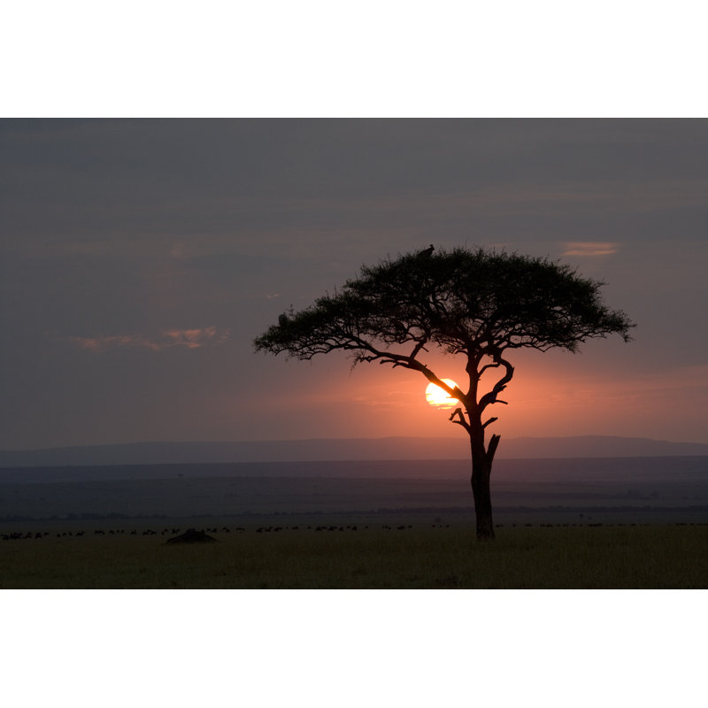 Laquentin Acacia On Masai Mara - Wrapped Canvas Print, 30cm H x 46cm W x 3.8cm D