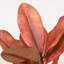 Branches artificielles de magnolia pour vases, tiges de magnolia artificielles pour centres de table.-2004878829