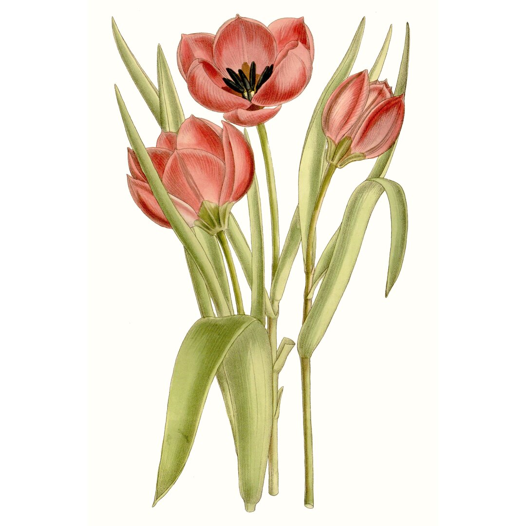 Leinwandbild Curtis Tulips VII von Curtis