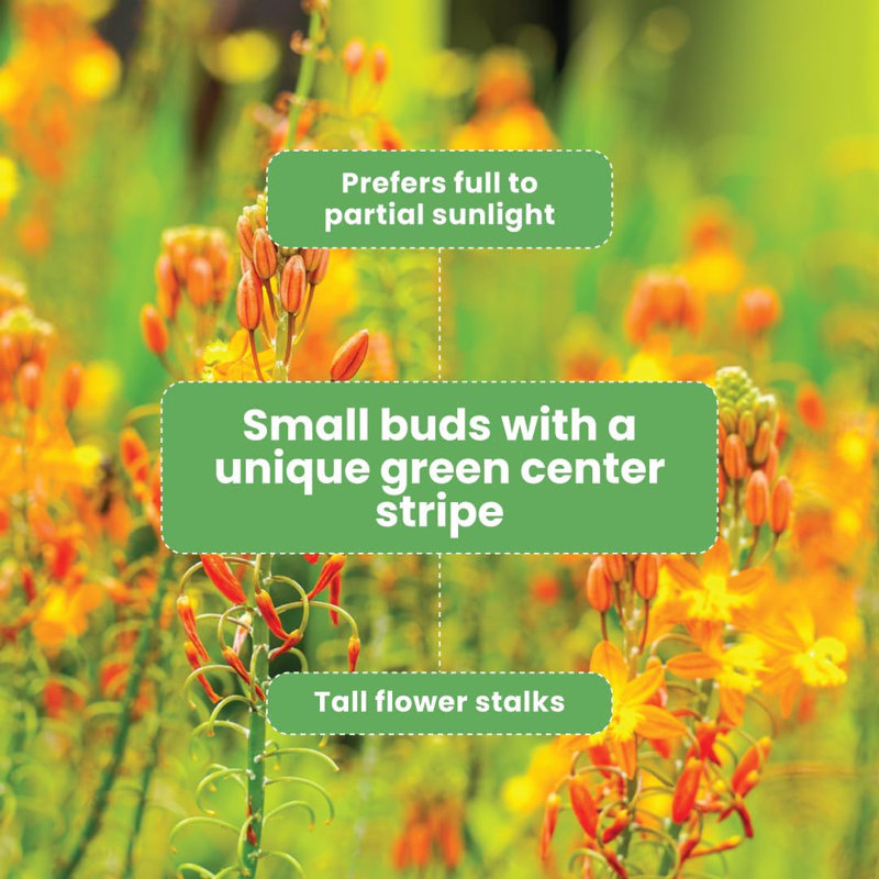 Orange Bulbine Flowering Shrub in Black Pot, 6-Inch