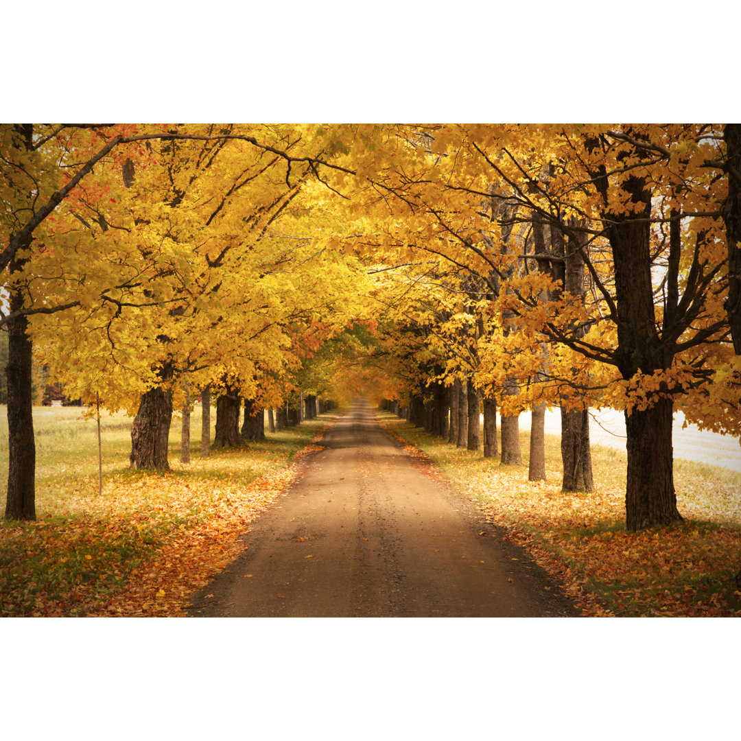 Herbststraße mit Bäumen von Rustycanuck - Drucken