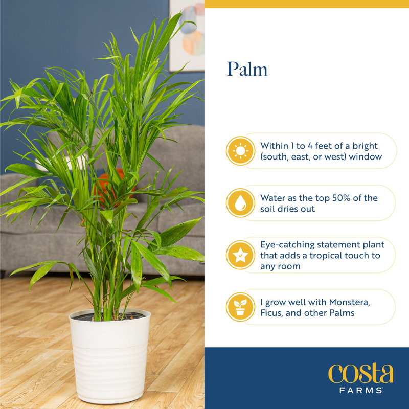 Cat Palm in Nursery Pot