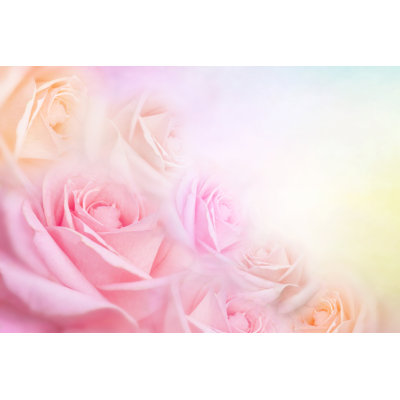 " Roses Flower "