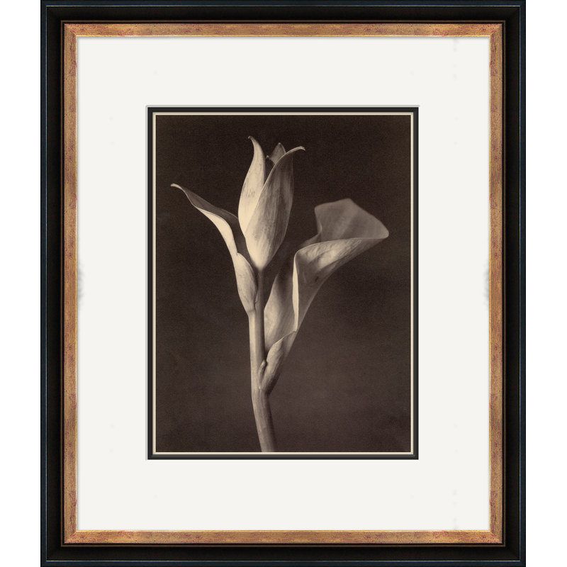 Sepia Flowers 15 Giclee Print