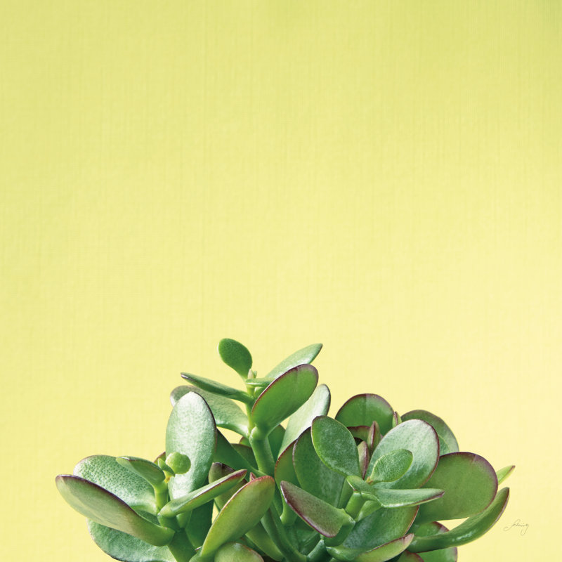 Succulent Simplicity III by Felicity Bradley - Wrapped Canvas Print, 51cm H x 51cm W x 3.8cm D