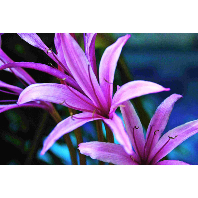 Magenta Lillies - Photographie sur toile tendue, H 32 po x l 48 po
