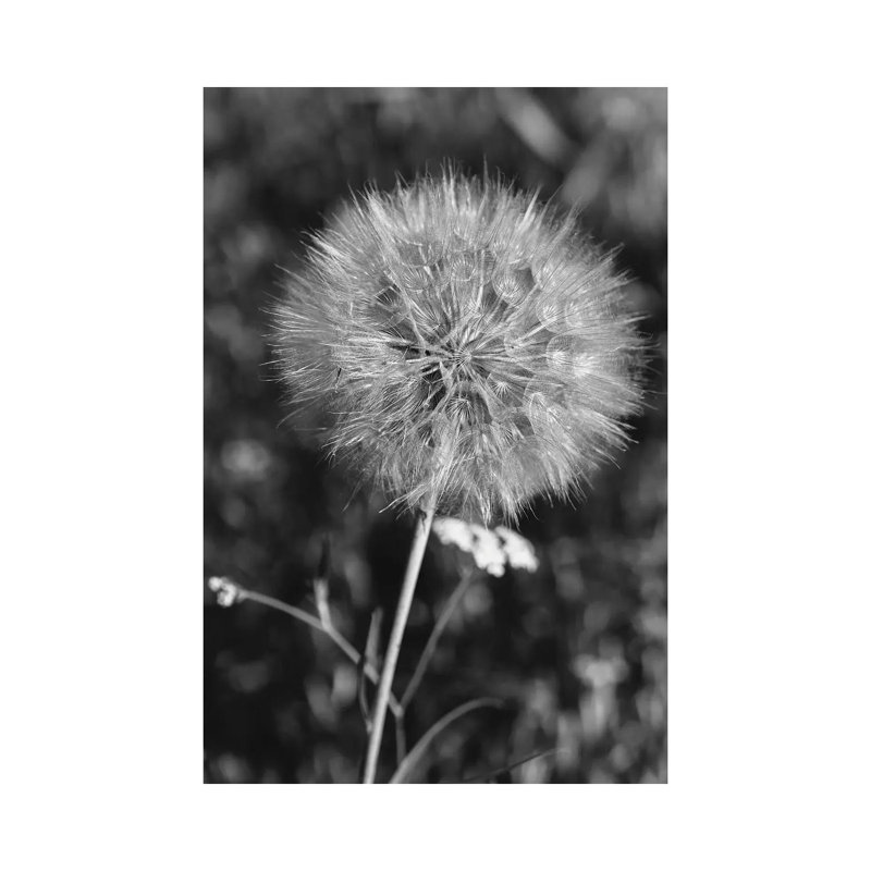 Summer Dandelion II 1 Piece Wall Art on Canvas, 101.6cm H x 66.04cm W x 3.81cm D, Wrapped Canvas