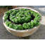 Fibreglass Planter