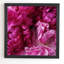 « glamour rose pivoines », reproduction de photo-22037667-22037673