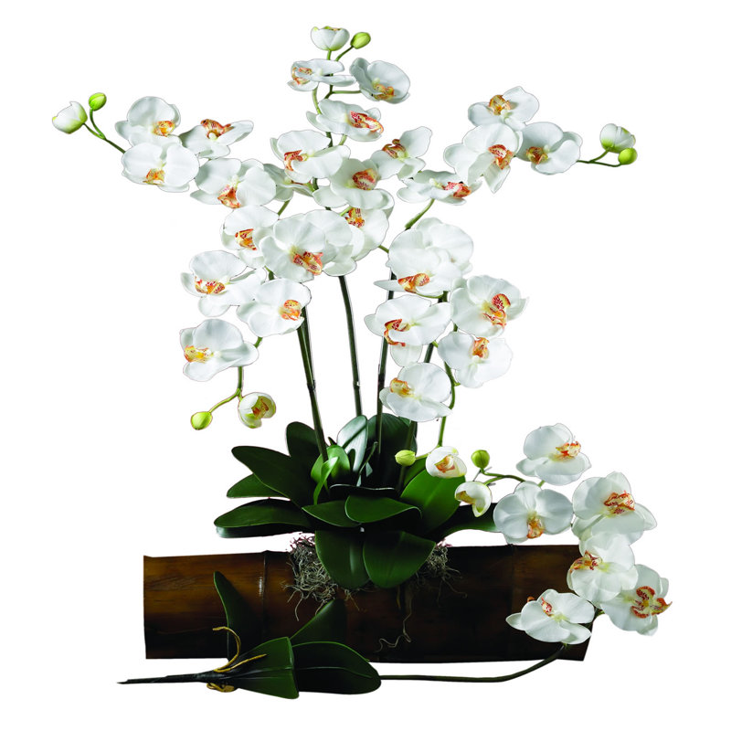 Orchid Arrangement
