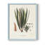«Botanical Society Ferns V», reproduction encadrée - bois massif-1396594765-1396594775