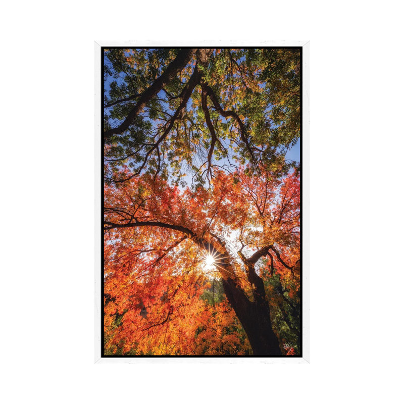 Reaching For Stars by Peter Coskun - Floater Frame Print on Canvas, 101.6 cm H x 66.04 cm W, White Framed Canvas