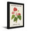 Plantes et fleurs Anthurium avec fleurs rouges, roses et blanches-904040575-904040572-904040571