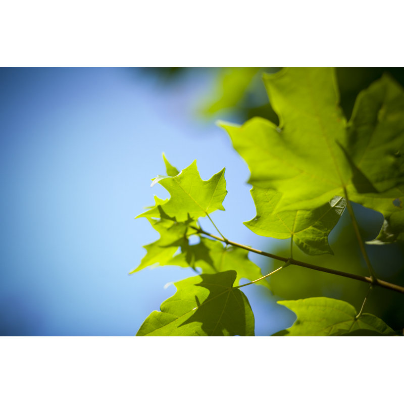 Feuilles d'érable par Abishome, H 20 po x l 30 po