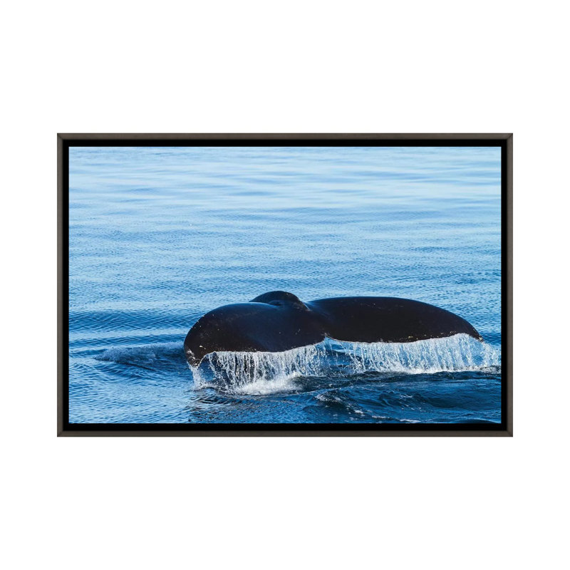 " Water Flows Off A Humpback Whale's Tail As It Prepares To Dive, British Columbia. " by Brenda Tharp, No Matte