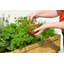 Detrick Herb Garden - Natural (FSC 100%)