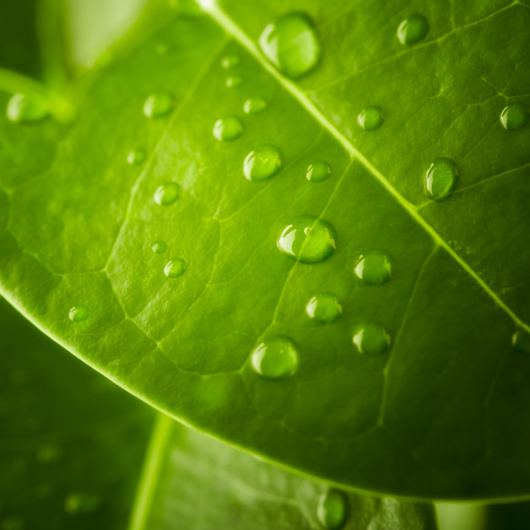 Close Up Photo Of Water Droplets On A Leaf von Pixedeli - Leinwanddrucke