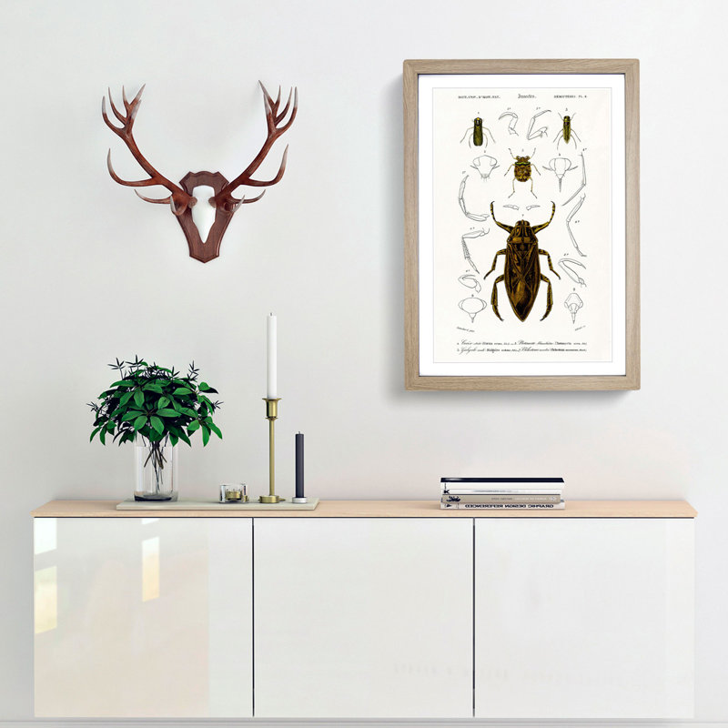 Beetle Illustrations PL.4 by Charles D'Orbigny Framed Print, 33cm H x 24cm W x 2cm D, Oak Framed