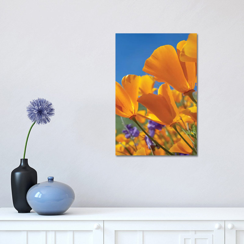 California Poppy Flowers, Antelope Valley, California II 1 Piece Wrapped Canvas Wall Art, 30.48 cm H x 45.72 cm W