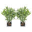 2 - Piece Artificial Plant Set